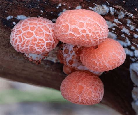 odd mushroom calamity|Oddest Mushroom .